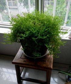 能夠招財的風水植物 風水植物招財的有哪些