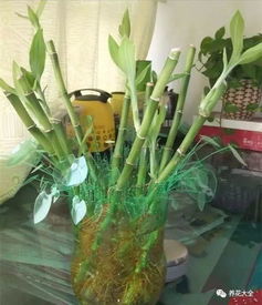 花百科 塑料袋塑料瓶養花這么方便有效,真后悔都扔了