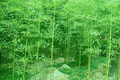 適合北方的竹子品種