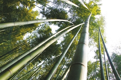 重慶:打造林業(yè)千億生態(tài)經(jīng)濟產(chǎn)業(yè)集群 - 植保 - 中國園林網(wǎng)