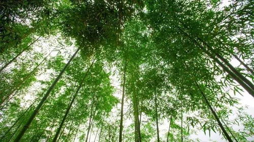 杭州這20個地方好吃又好玩,你最喜歡哪里
