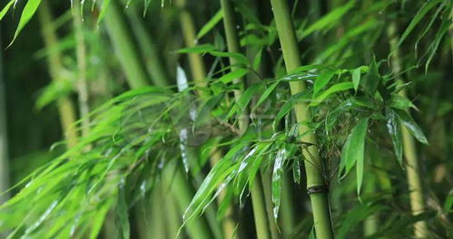 以 離騷 中某一句為中心,抒發(fā)旨意 希音閣詩詞周賽 第104期