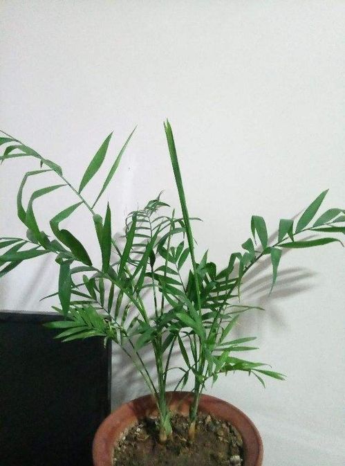 4種 貴氣竹 ,養(yǎng)一盆,格調(diào)高,家里氣質(zhì)提八度