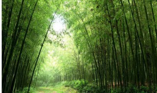 竹子幾月份種植 竹子的種植時間