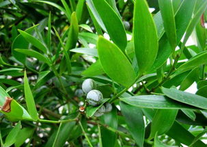 適合在室內(nèi)養(yǎng)護的9種觀賞竹,這些你都要養(yǎng),一定不要錯過