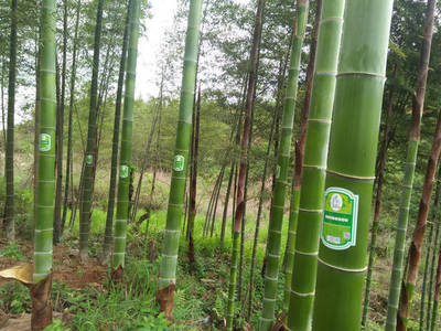 竹筒酒是個謊言,竹筒當(dāng)成酒瓶你們會喜歡嗎