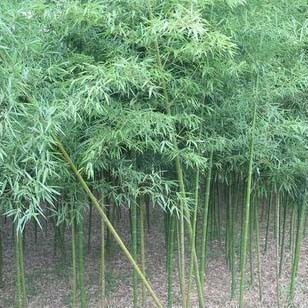 福建竹苗種植,提供優(yōu)質(zhì)苗木,信譽