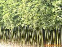 綠化工程各種竹子、淡竹、紫竹、毛竹、金鑲玉、剛竹、竹子