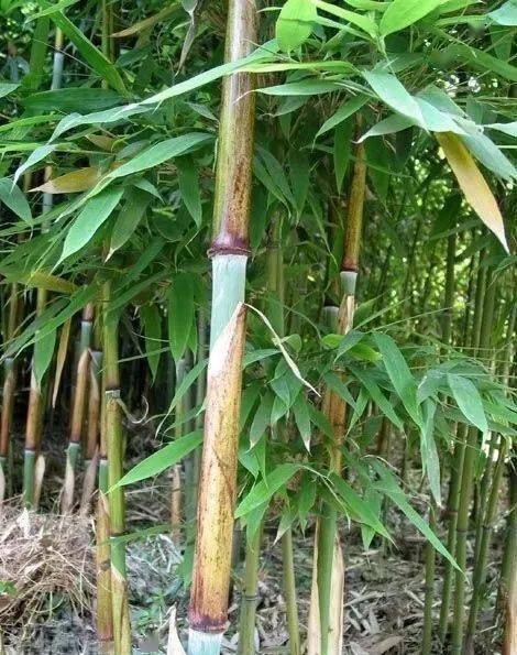 庭院竹子的種植門道,你知道嗎