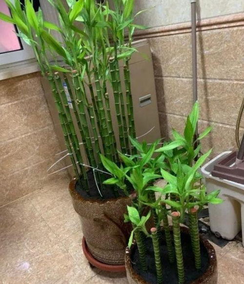 這種綠植適合水培,冬季滿足3個條件,植株不爛根,呼呼長根葉
