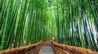 庭院竹子的種植門道,你知道嗎