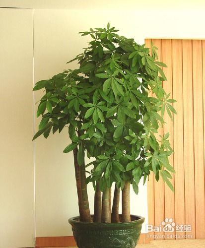 室內適合養什么樣的花
