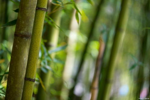 5種花草太能長,一不小心就 翻墻 ,苦惱