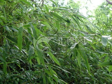 玫瑰花圖片素材下載 植物花草素材下的花卉圖片素材