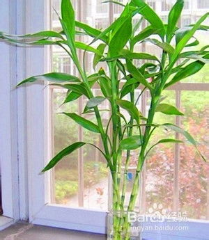 2013年怎樣diy旺桃花運