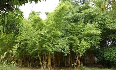 那種竹子長不高?