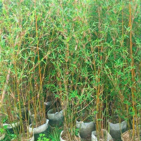 批發慈孝竹孝順竹竹子苗竹根庭院綠化觀賞園林工程