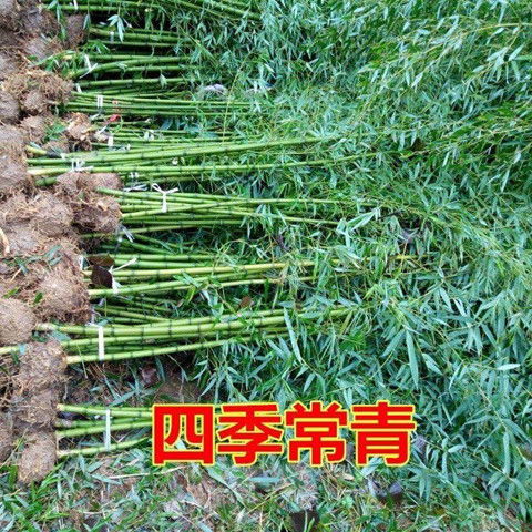 北方大竹子苗室外耐寒庭院大型根戶外小型種植風水筍四季常青植物