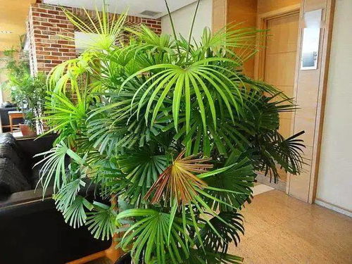大熱天養花得預防 中暑 ,養花度夏指南來啦