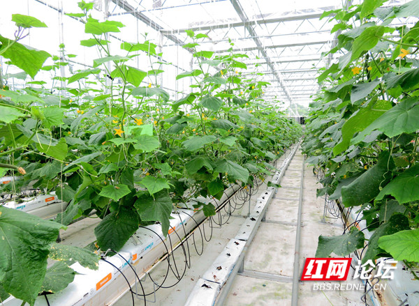 種田就像進工廠,在竹泉山我看見了未來農業的樣子