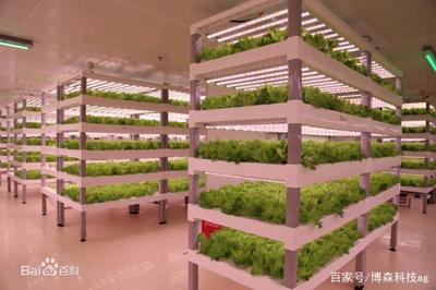能讓小白菜15天就能上市,一年四季能中草莓,看大數據如何實現
