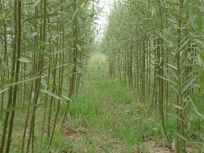 四川能種植竹柳嗎?