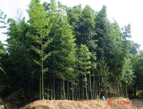 漳州華安竹種園介紹