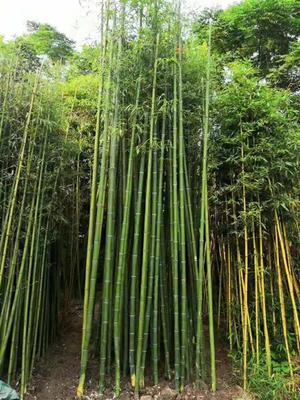 早園竹苗新早園竹子價格