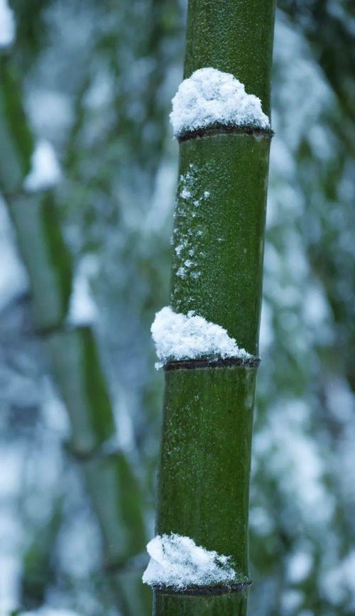 雪竹,歲寒 竹林