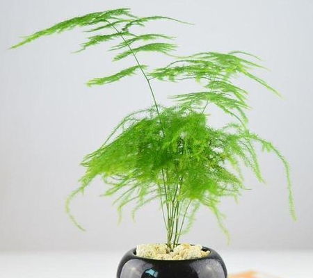 家有 4種 耐陰花,采光差依然爆滿盆,快養起來吧