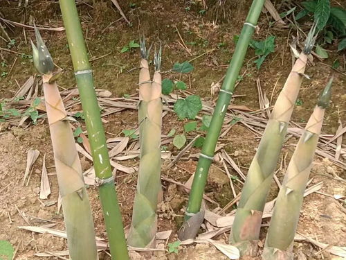 準備上桌 肇慶這些好吃的豐收啦