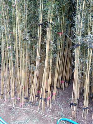 金鑲玉竹基地直銷 金鑲玉竹子種植 前景
