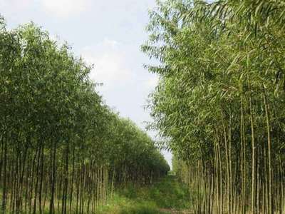 甘肅可以種植竹柳嗎?