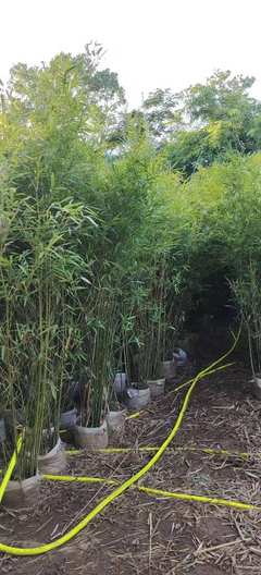海南竹子種植技術_海南冠平竹子批發苗圃