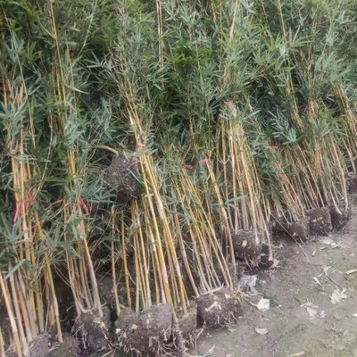小琴絲竹