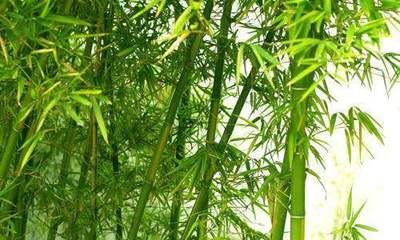 想見證盆栽的快速生長?那就養盆竹子吧,每天都在長!這里教你如何養竹子