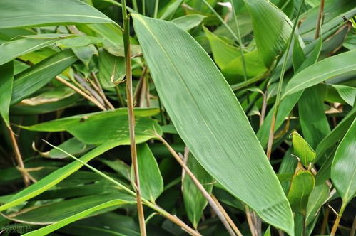 農村常見 竹葉草 ,珍貴價值大,一斤10元,農民種植一畝賺3萬