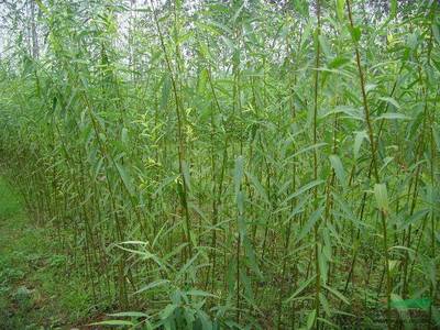 批發美國速生竹柳3號 景觀樹能源樹 造林季節收益高 一個月內包成活率