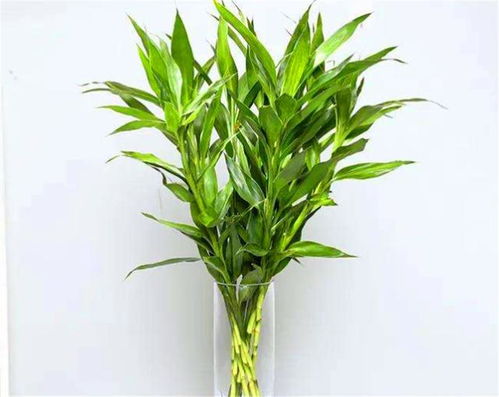 家庭水培富貴竹,瓶中常加 3種料 ,不黃葉,根系旺,枝繁葉茂