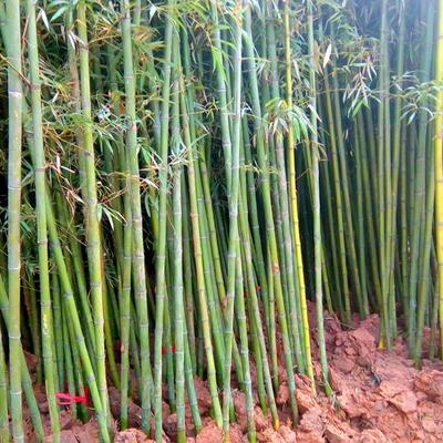 羅漢竹批發羅漢竹作用羅漢竹種植宿遷誠盛園林
