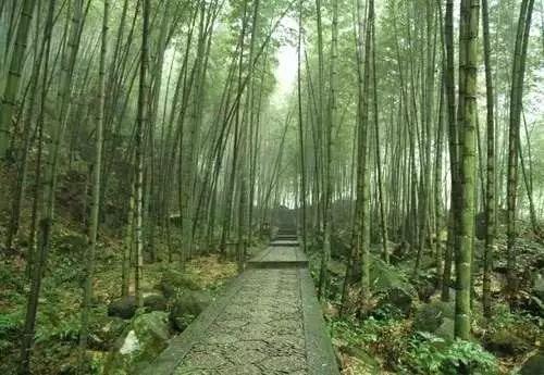每日一景 宋山森林公園