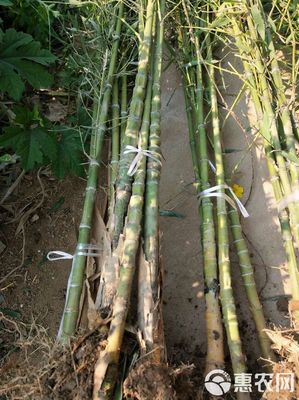 [羅漢竹批發]羅漢竹價格25元/棵