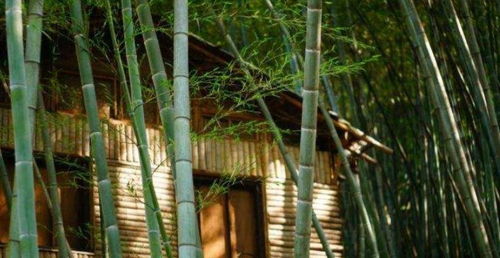 門前種竹,子孫享福 ,這俗語什么意思,種竹子對子孫有無好處