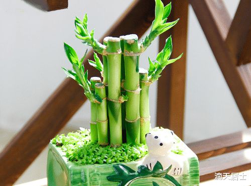 家里種植物,選擇哪些為好