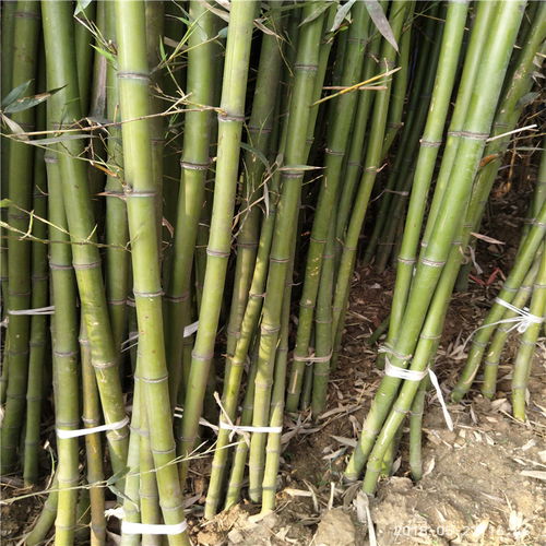 【竹子種苗圖片山東竹苗基地供應】- 
