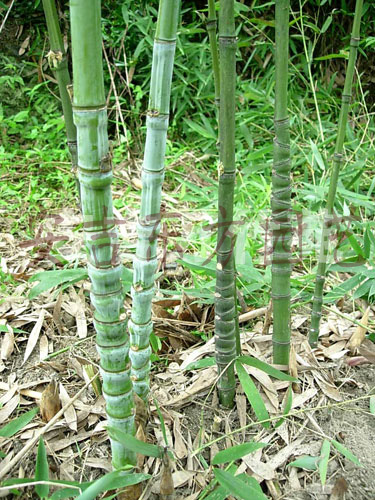 這種竹子生長在毛竹林,農民都想砍掉它,殊不知它能賣1萬元