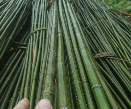 山西菜架竹 菜架竹多少錢 興榮竹木制品 推薦商家