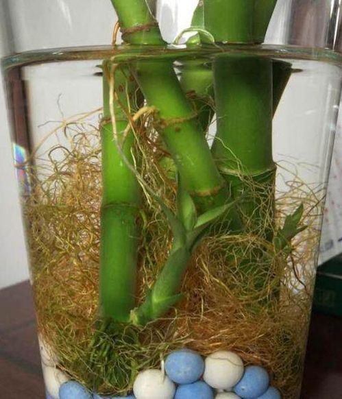 養好富貴竹,放1片 白藥片 ,葉子 綠出水 ,再也不黃葉