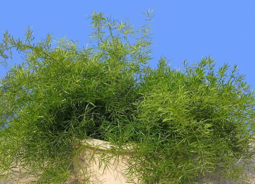 這種竹子與文竹長(zhǎng)得像,卻有自己的特點(diǎn),綠翠又耐看