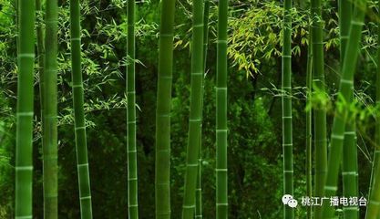 紀(jì)念毛澤東同志題詞“竹子要大發(fā)展”60周年,桃江竹產(chǎn)業(yè)交出出色答卷